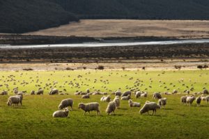 Sheep everywhere