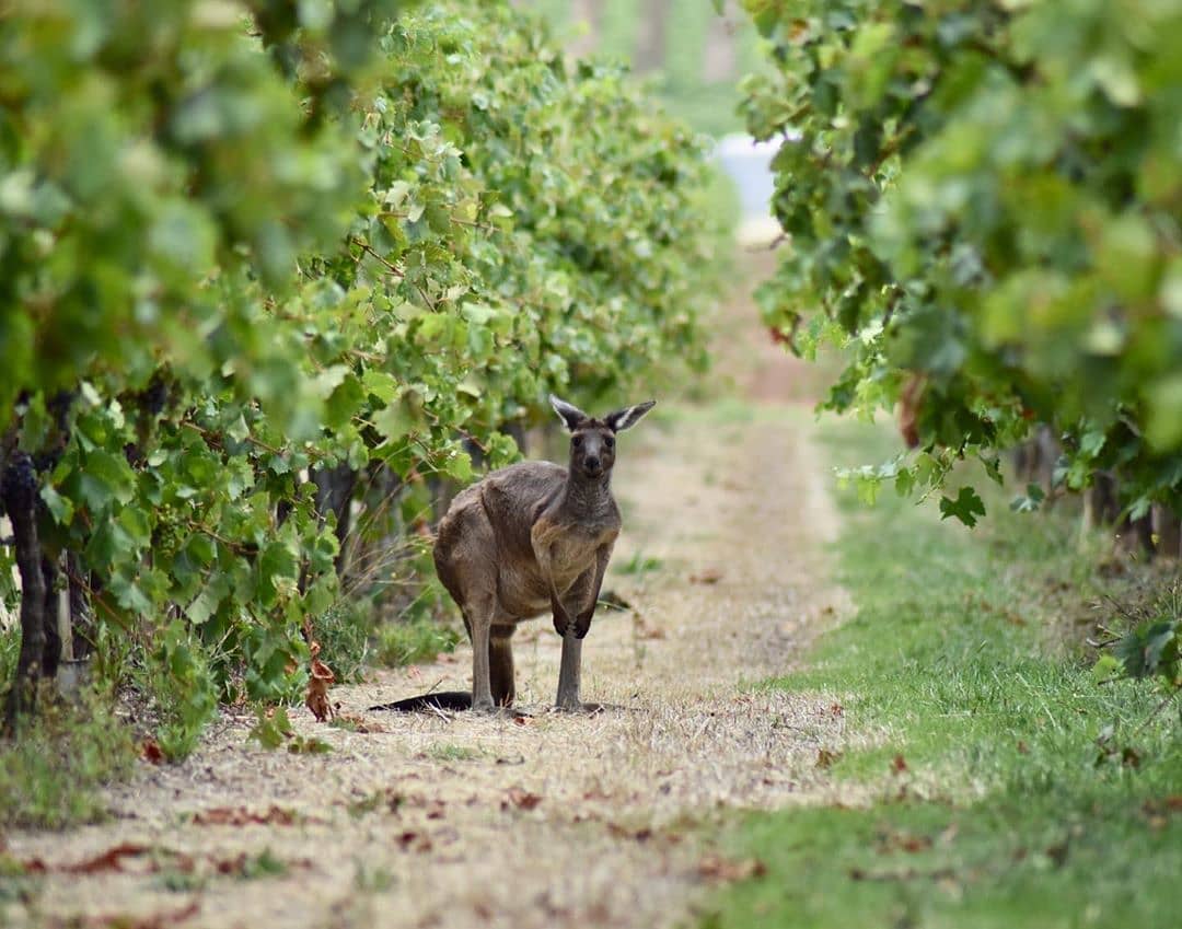 Funny looking rabbit! Keep an eye out for more information on our next Wine Tasting with Australia’s youngest wine maker Charlie O’Brien of @silent_noise_wine with @theantipodeansommelier – details on the website & social soon
@visitbath @walcotstreet #corkagebath #wine #winetasting #australianwine